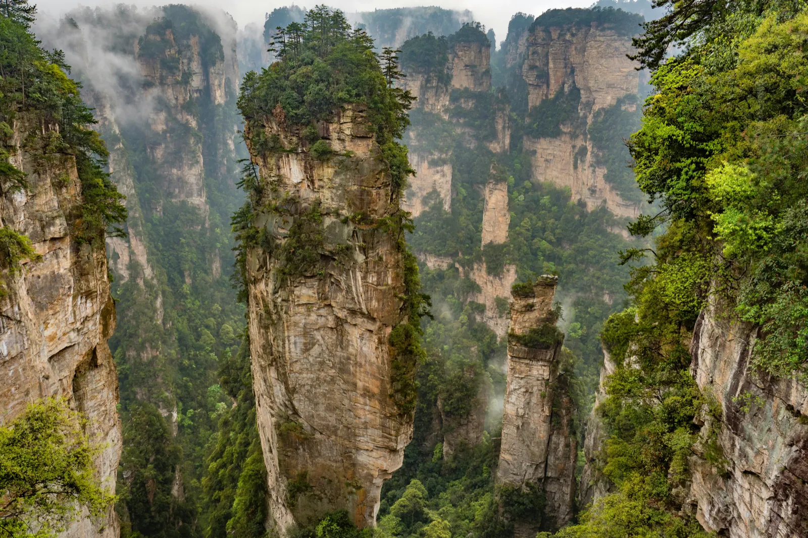 The forested karst pillars of Zhangjiajie at sunrise