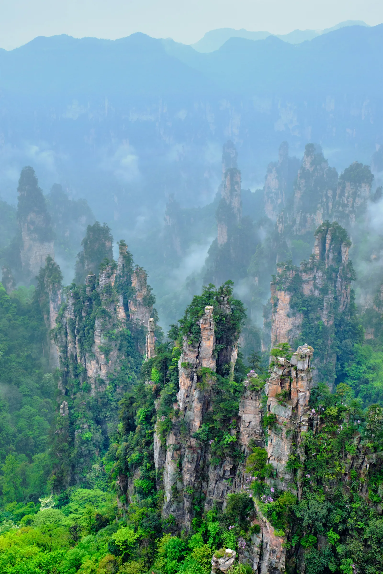 A sea of sandstone pillars in the Wulingyuan scenic area